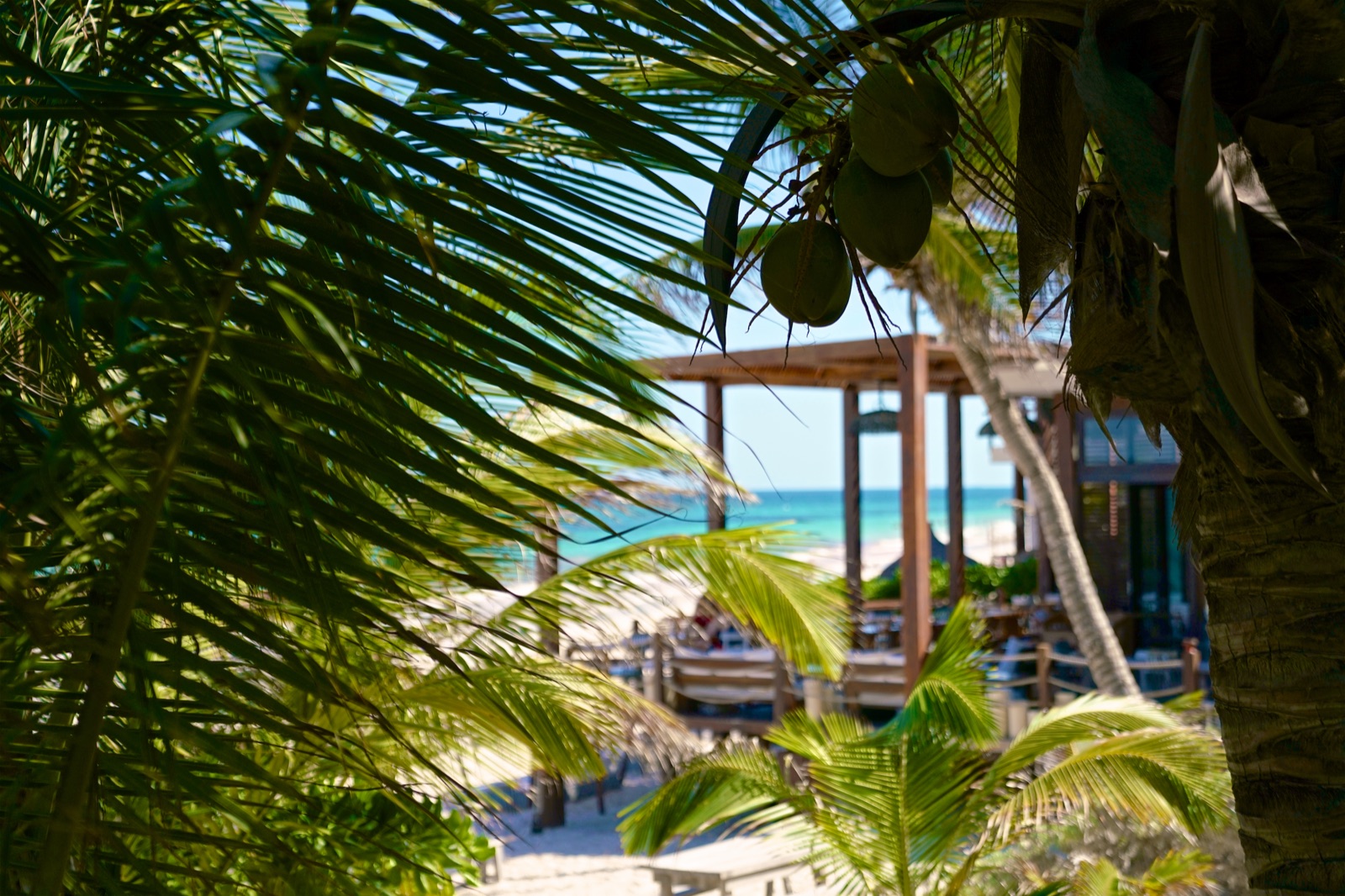 The deck through the palms